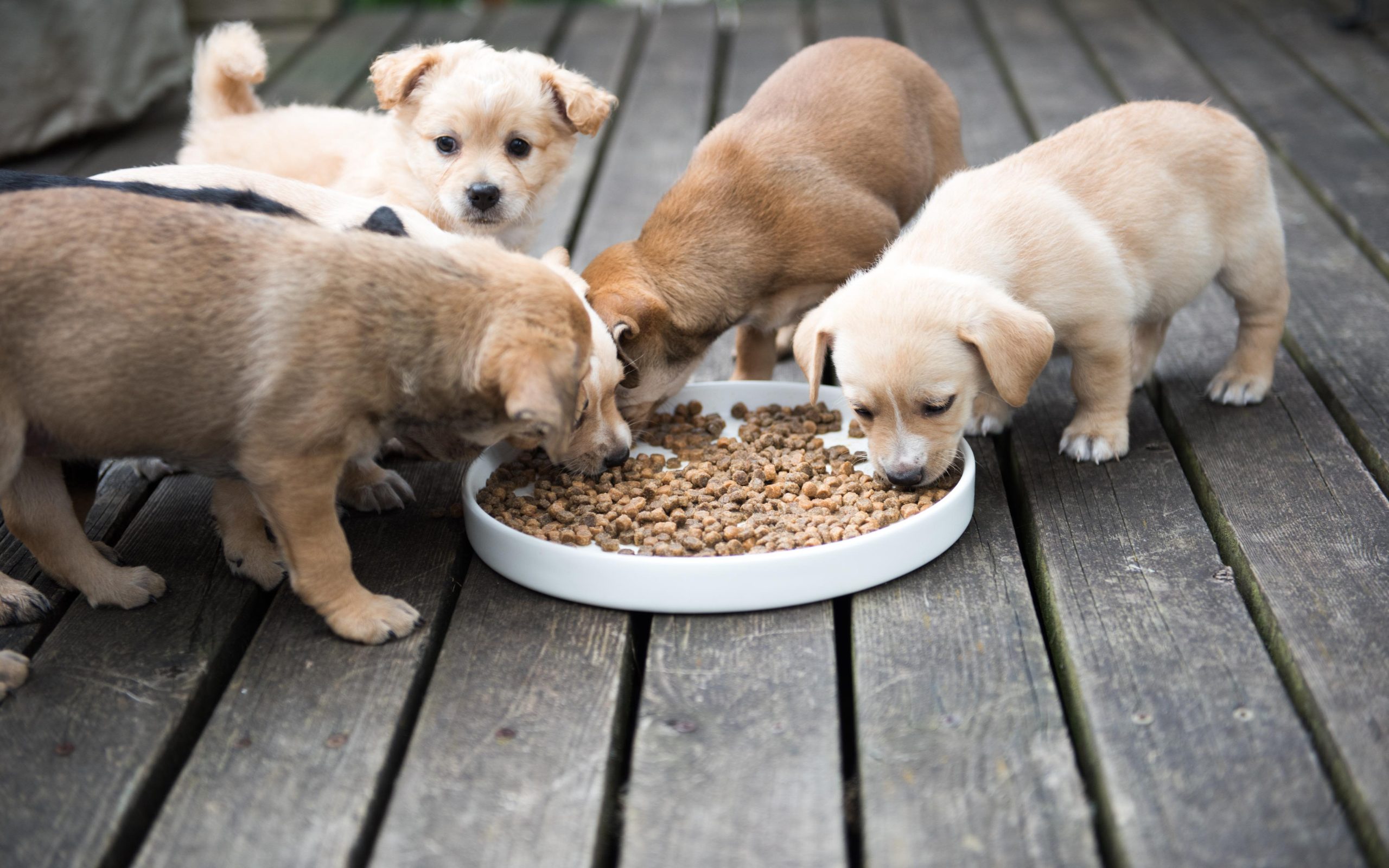 Where to Buy Nature’s Blend Dog Food Canada Online & In-Store