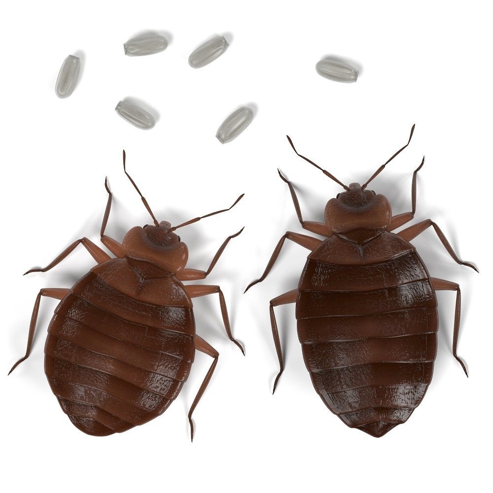 Emergency Bed Bug Services Near Me Available 24/7